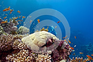 Colorful coral reef with hard corals and fishes anthias at the bottom of tropical sea