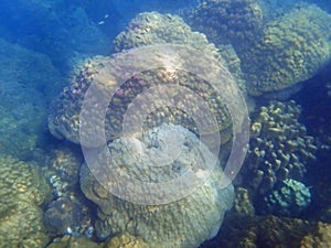 colorful coral reef at koh samet island