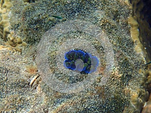 colorful coral reef at koh samet island