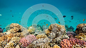 Colorful Coral Reef Life Scene, Red Sea