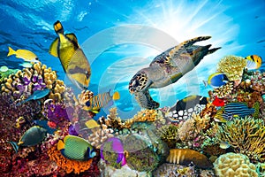Colorful coral reef with many fishes