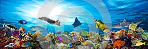 Colorful coral reef with many fishes photo