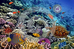 Colorful coral reef with many fishes and sea turtle