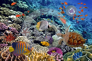 Colorful coral reef with many fishes and sea turtle