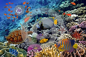 Colorful coral reef with many fishes and sea turtle