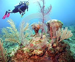 A Colorful Coral Reef off San Salvador Island, Bahamas photo