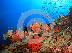 Colorful Coral Reef photo