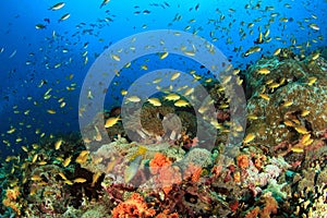 Coral Reef Pescador Island photo