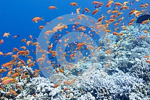 Colorful coral reef with shoal of fishes anthias in tropical sea