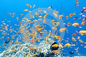 Colorful coral reef with shoal of fishes anthias in tropical sea, underwater