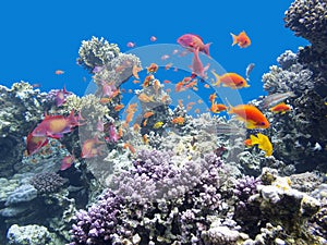Colorful coral reef with shoal of fishes scalefin anthias at the bottom of tropical sea