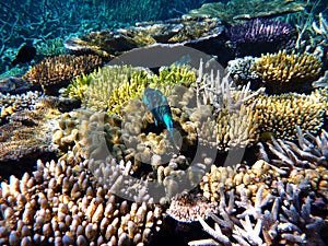Colorful coral reef with a tropical blue fish swimming in the Great Barrier Reef