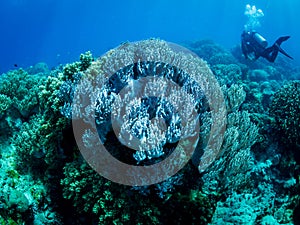 Colorful coral reef, underwater photo, diver in the background, Philippines