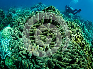 Colorful coral reef, underwater photo, diver in the background, Philippines