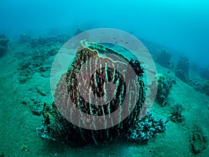 Colorful coral reef, underwater photo, Philippines