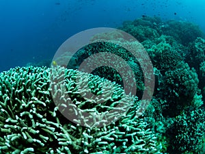 Colorful coral reef, underwater photo, Philippines