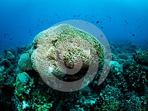 Colorful coral reef, underwater photo, Philippines