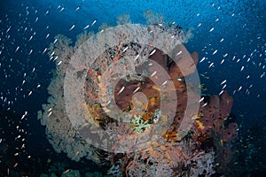 Colorful Coral Reef in West Papua