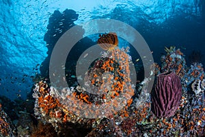 Colorful Coral Reef in West Papua