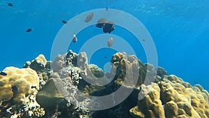 Colorful Coral reefs with schools of redtail butterflyfish in Surin islands national park, Phang Nga, Thailand