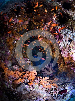 Colorful corals cave photo