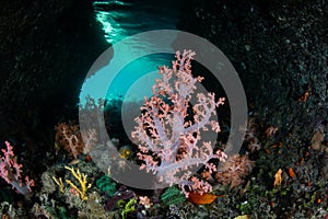 Colorful Corals in Cave