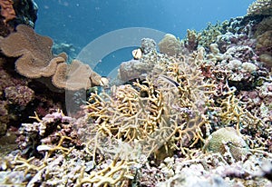 Colorful corals and fishes on Maldive islands.  motley, clean, innocent, wild and natural