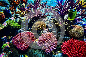 Colorful with corals in a marine aquarium tank