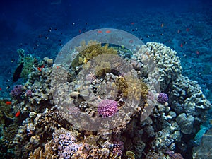 Colorful corals in the Red Sea