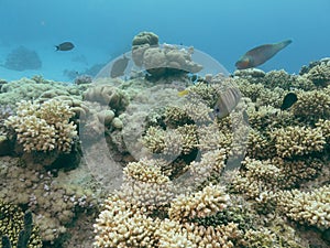 Colorful corals and small exotic fishes at the bottom of the Red sea in Egypt