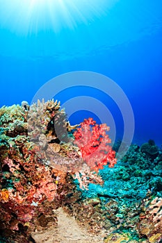 Colorful corals and sunrays