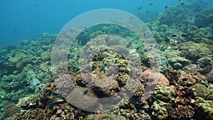 Colorful corals and tropical fish. Coral reef landscape background in the deep blue ocean with fish and marine life.