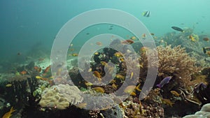 Colorful corals and tropical fish. Coral reef landscape background in the deep blue ocean with fish and marine life.