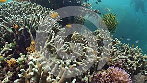 Colorful corals and tropical fish. Coral reef landscape background in the deep blue ocean with fish and marine life.