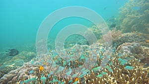 Colorful corals and tropical fish. Coral reef landscape background in the deep blue ocean with fish and marine life.