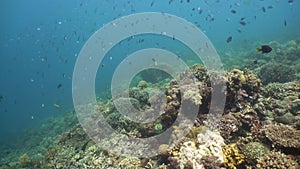 Colorful corals and tropical fish. Coral reef landscape background in the deep blue ocean with fish and marine life.