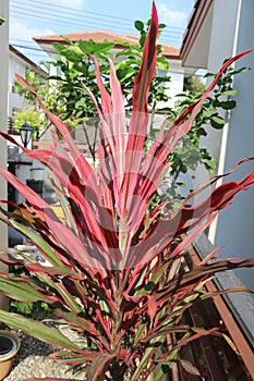 Colorful cordyline leaves ,cordyline terminalis cv Aichiaka or Cordyline fruticosa