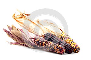 Colorful corn isolated on white