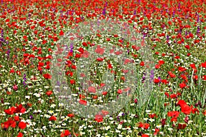 Colorful corn poppy and chamomile field