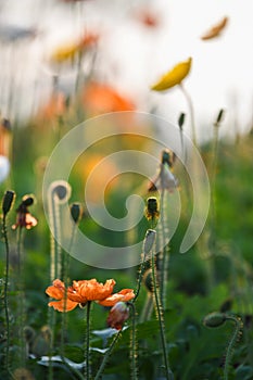 Colorful corn poppy Papaver rhoeas