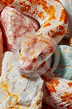 Colorful Corn Snake Slithering over a Palette of Rich Textures, Exotic Reptile Photography