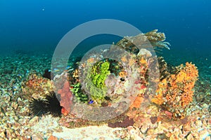 Colorful corral reef