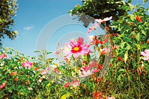 Colorful cosmos on field