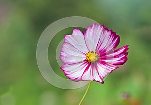 Colorful Cosmos Flower