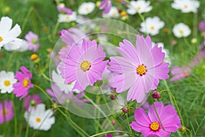Colorful Cosmos flower with blur garden background