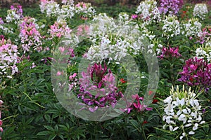 Colorful Cosmos Flower Garden Blooming,pink red white flower with leaf in garden