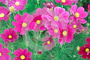 Colorful Cosmos Flowers