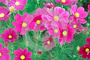 Colorful Cosmos Flowers photo