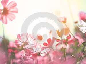 Colorful cosmos flowers in soft style vintage filter effect
