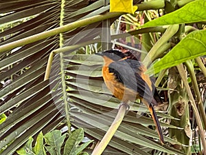 A colorful Cossypha bird at the Opole Zoo in Poland